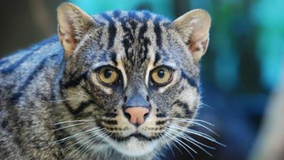 Nashorn, Zebra & Co: Ein fettes Schmankerl (F. 255)