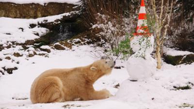 Nashorn, Zebra & Co: Ein ganz besonderer Schneemann (F. 256)