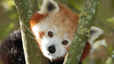 Nashorn, Zebra & Co: Tierrettung im Pandarevier (F. 240)