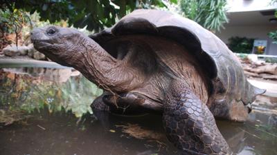 Nashorn, Zebra & Co: Tollkühne Kletterer (F. 215)