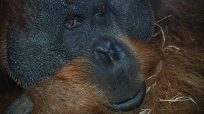 Nashorn, Zebra & Co: Bergsteiger im Orang-Utan-Revier (F. 241)