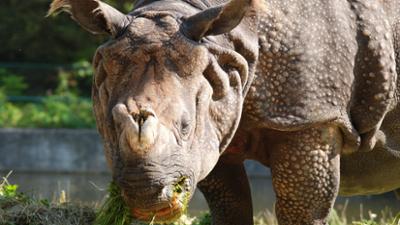 Nashorn, Zebra & Co: Panzernashörner sind echte Rauhbeine (F. 173)
