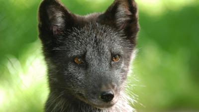 Nashorn, Zebra & Co: Warum eine Polarfüchsin nicht friert... (F. 258)