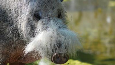 Nashorn, Zebra & Co: Bartschweine lieben Fischgeruch (F. 216)