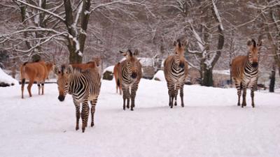 Nashorn, Zebra & Co: Winterzauber im Tierpark (F. 259)