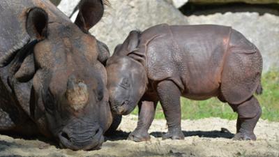 Nashorn, Zebra & Co: Ein neues Nashornbaby (F. 298)