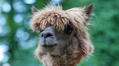 Nashorn, Zebra & Co: Die Lamas haben die Haare schön (F. 217)