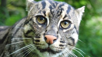 Nashorn, Zebra & Co: Liebe auf den ersten Blick bei Fischkatzen (F. 218)