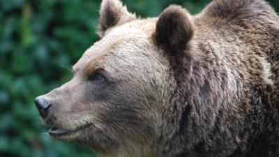 Nashorn, Zebra & Co: Der ultimative Eistest (F. 242)