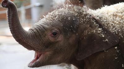 Nashorn, Zebra & Co: Eine Elefantengeburt im Tierpark (F. 161)