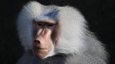 Nashorn, Zebra & Co: Was macht ein Eismann im Pavianrevier? (F. 243)