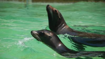 Nashorn, Zebra & Co: Seelöwentraining – eine ganz besondere Wissenschaft (F. 162)