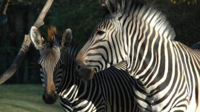 Nashorn, Zebra & Co: Karinas neue Schuhe (F. 261)