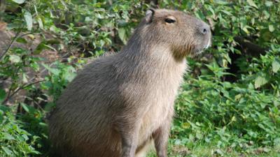 Nashorn, Zebra & Co: Neue Wasserschweine eingezogen! (F. 245)