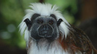 Nashorn, Zebra & Co: Super Papas (F. 246)