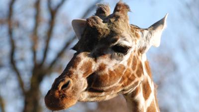 Nashorn, Zebra & Co: Das neue Giraffenhaus (F. 221)