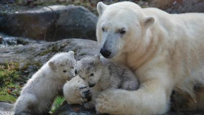Nashorn, Zebra & Co: Ein Besuch bei den Eisbären-Zwillingen (F. 222)