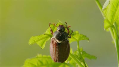 natur exclusiv: Maikäfer, flieg!