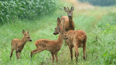 natur exclusiv: Unser Wild - Reh und Hirsch natur exclusiv: Unser Wild - Reh und Hirsch