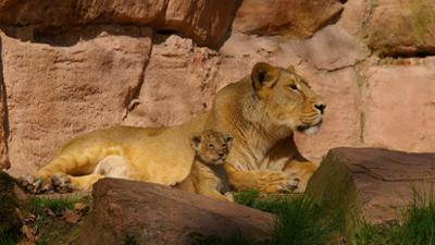 natur exclusiv: Big Five Asien · Der Löwe