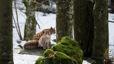 natur exclusiv: Wildes Bayern - Der Nationalpark Bayerischer Wald natur exclusiv: Wildes Bayern - Der Nationalpark Bayerischer Wald