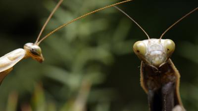 natur exclusiv: Spaniens wilder Süden - Eroberer