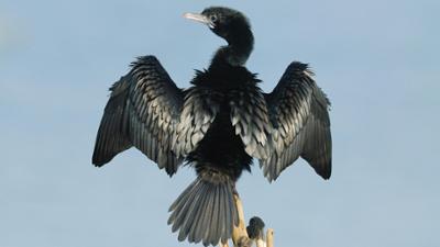 natur exclusiv: Kormorane · Fischdieb oder Sündenbock?