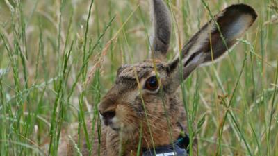 natur exclusiv: Unser Wild · Sein Name ist Hase