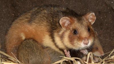 natur exclusiv: Im Aufwind · Europas Erfolge im Artenschutz