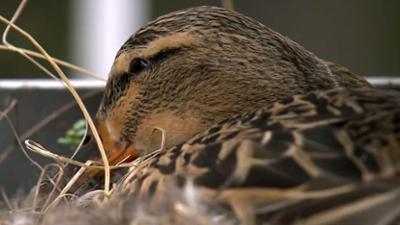 natur exclusiv: Ente auf Abwegen
