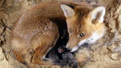 natur exclusiv: Wilde Tierkinder natur exclusiv: Wilde Tierkinder