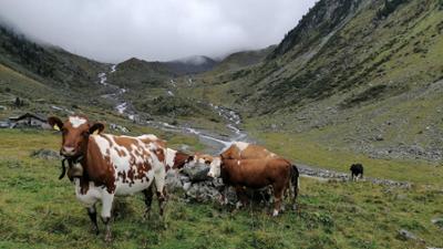 natur exclusiv: Auf uralten Pfaden · Viehtriebe im Hochgebirge