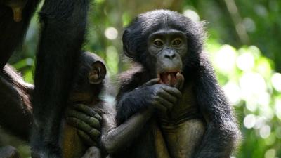 natur exclusiv: Das verborgene Leben der Bonobos