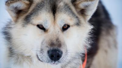 natur exclusiv: Tiermythen · Jäger des Lichts