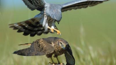 natur exclusiv: Artisten im Wind · Milane und Weihen