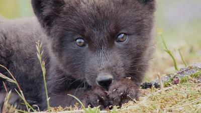 natur exclusiv: Die Fuchsflüsterin