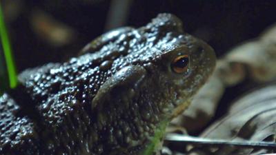 natur exclusiv: Im Zaubertal der Kröten