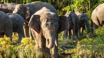 natur exclusiv: Big Five Asien · Der Elefant