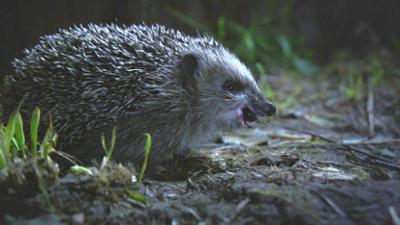 natur exclusiv: Igel unter uns