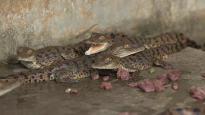 natur exclusiv: Die letzten Krokodile Venezuelas