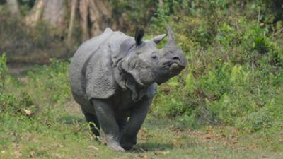 natur exclusiv: Big Five Asien · Die Nashörner