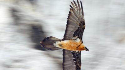 natur exclusiv: Bartgeier · Die Knochenfresser kommen