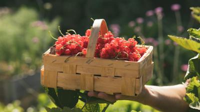 Querbeet: Garten-Magazin Querbeet: Garten-Magazin