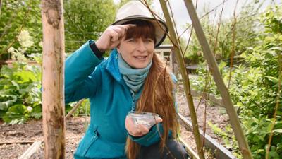 Querbeet: Rankgerüste, Feigen, Unterpflanzung für Tomaten