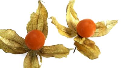 Schnittgut. Alles aus dem Garten: Nachtschattengewächse, Gartenfragen, Hortensien