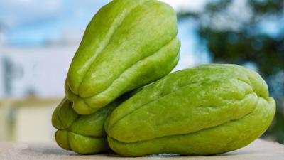 Schnittgut. Alles aus dem Garten: Schnittgut, 02.09.25: Chayote
