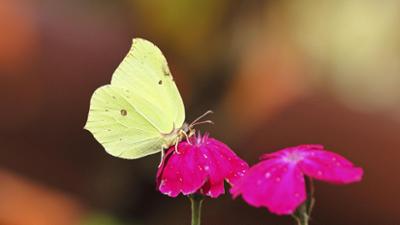 Schnittgut. Alles aus dem Garten: Schnittgut, 03.03.26: Naturgarten