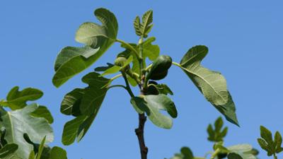 Schnittgut. Alles aus dem Garten: Schnittgut, 04.09.25: Feigen