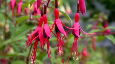 Schnittgut. Alles aus dem Garten: Schnittgut, : Winterharte Fuchsien