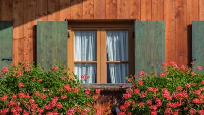 Schnittgut. Alles aus dem Garten: Geranien, Pflanzengallen, Luftreiniger